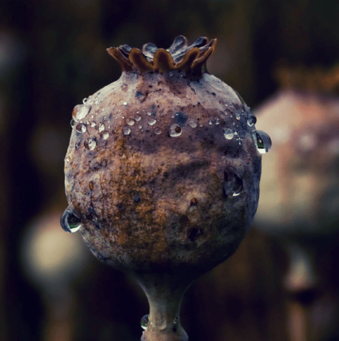 Dark Opium Fragrance Oil (Diffuser-Friendly) - Craftovator