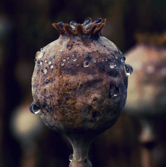 Dark Opium Fragrance Oil (Diffuser-Friendly) - Craftovator