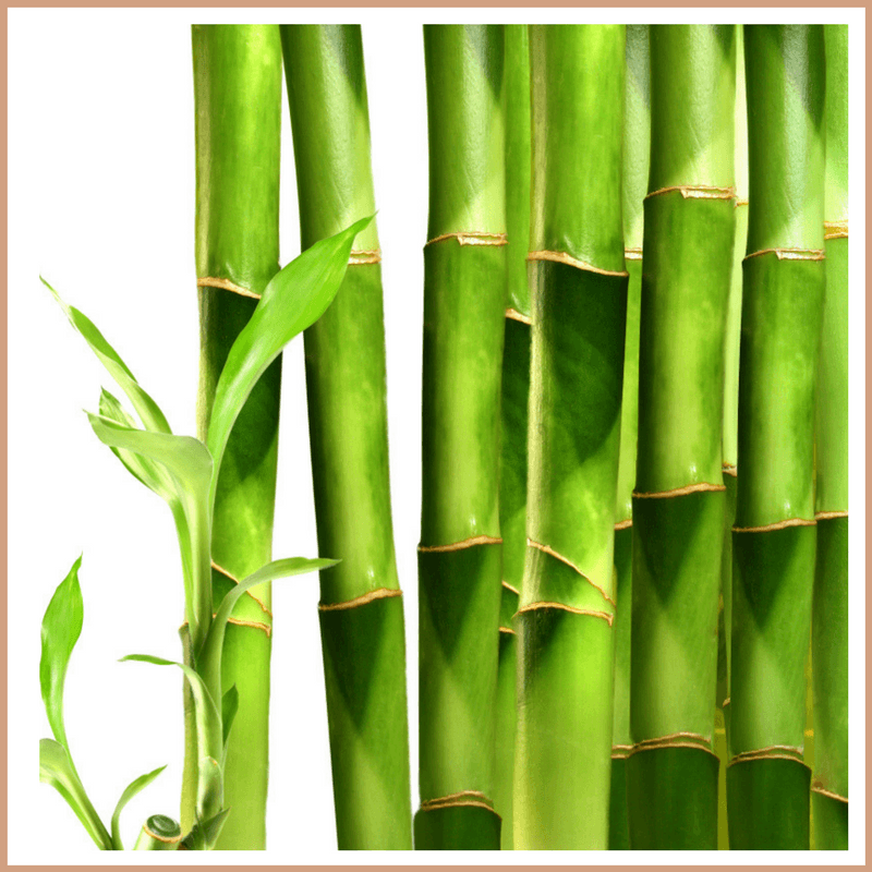 Bamboo Fragrance Oil - Craftovator