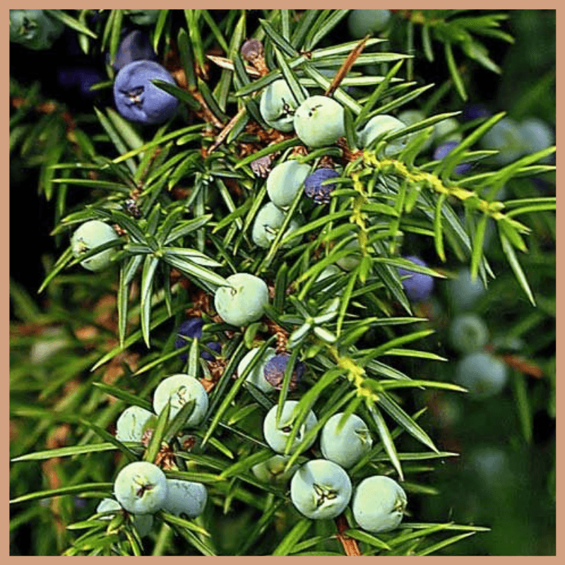Black Cedarwood & Juniper Fragrance Oil - Craftovator