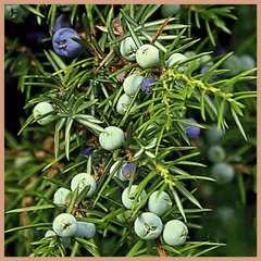 Black Cedarwood & Juniper Fragrance Oil - Craftovator