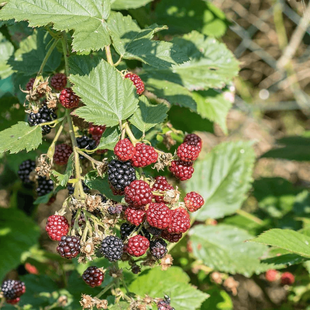 Blackberry & Bay Leaf Fragrance Oil - Craftovator
