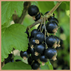 Blackcurrant & Agarwood Fragrance Oil - Craftovator