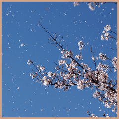 Blossom & Breeze Fragrance Oil - Craftovator