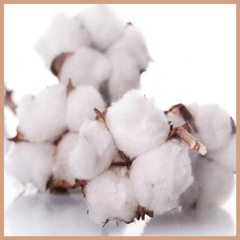 Clean Cotton Fragrance Oil - Craftovator