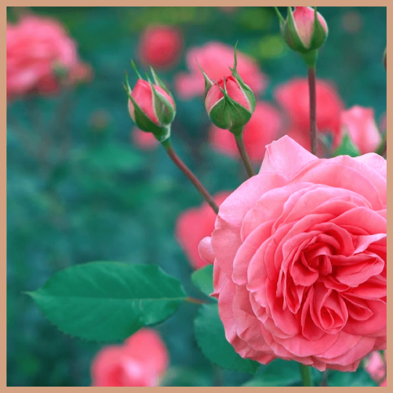 Cloudberry & Lychee Fragrance Oil - Craftovator