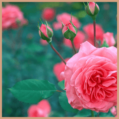 Cloudberry & Lychee Fragrance Oil - Craftovator