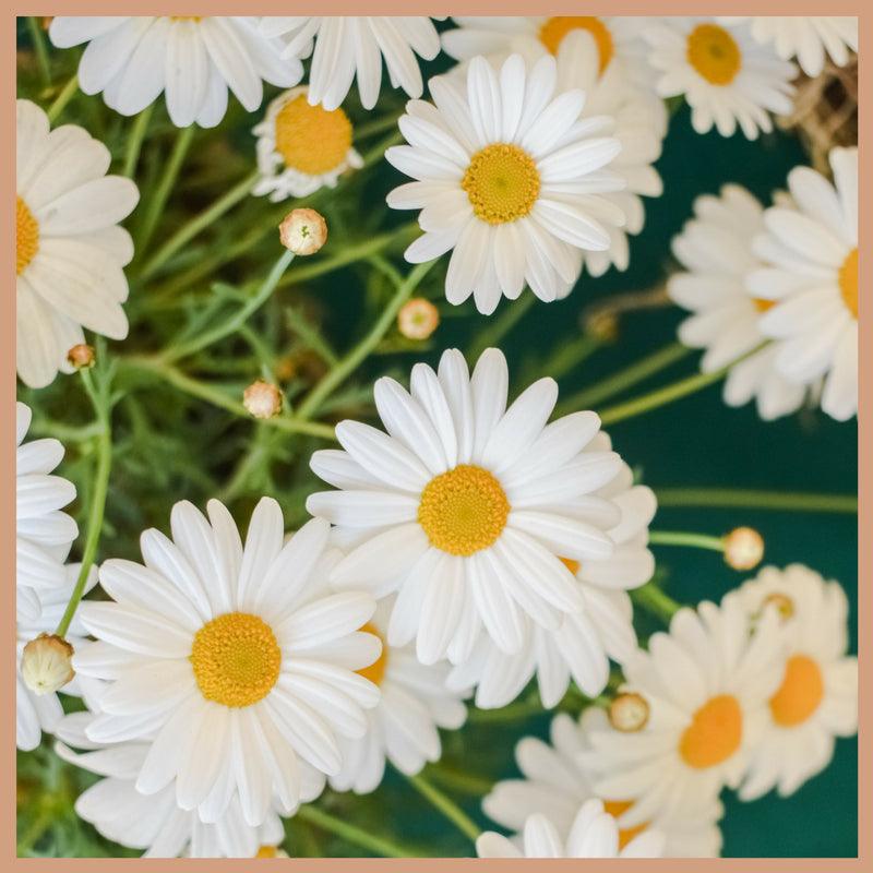 Daisy Chain Fragrance Oil - Craftovator