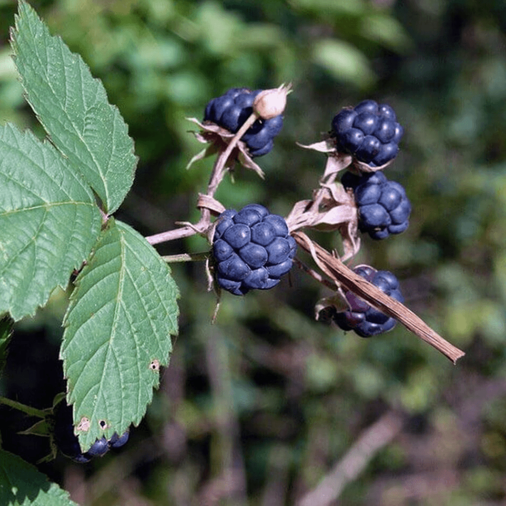 Dewberry Fragrance Oil - Craftovator