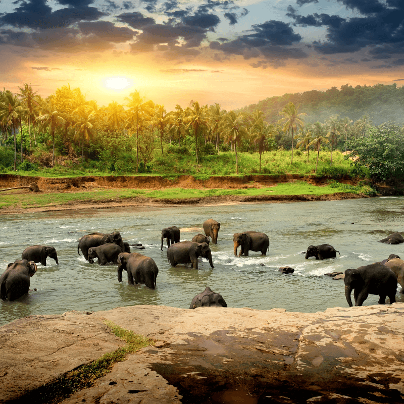 Elephant In The Jungle Fragrance Oil - Craftovator