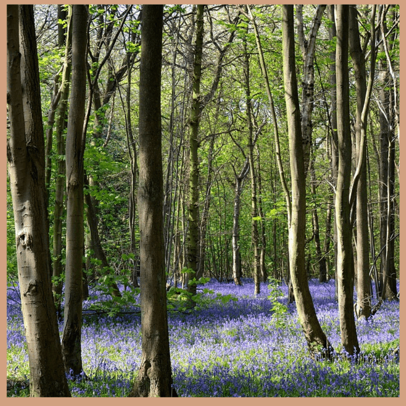 FloZora Bluebell Woods Fragrance Oil - Craftovator