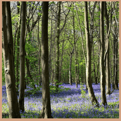 FloZora Bluebell Woods Fragrance Oil - Craftovator