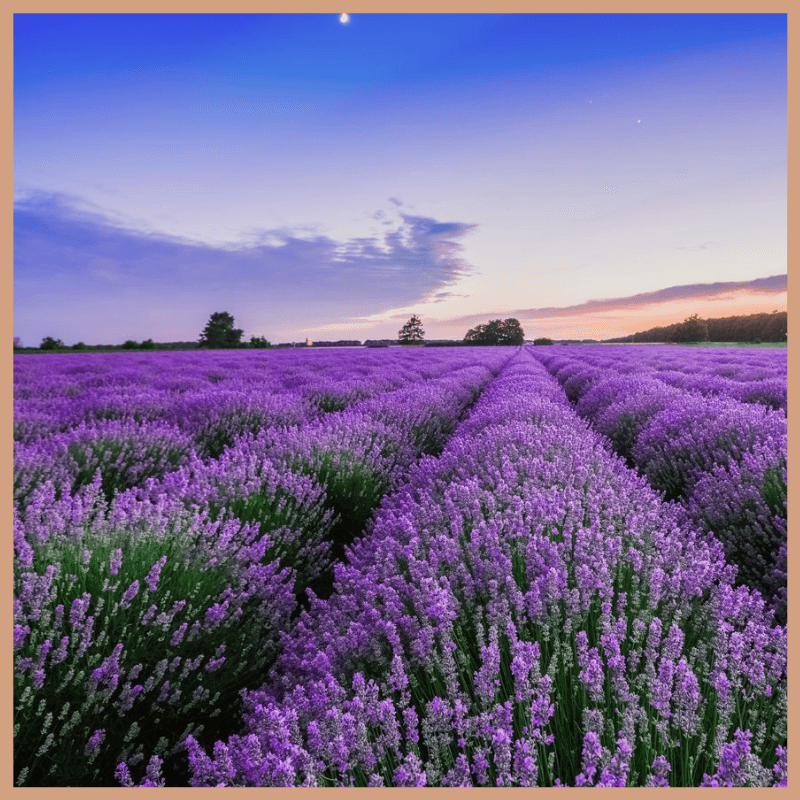 FloZora Lavender Escape Fragrance Oil - Craftovator