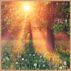 FloZora Twilight Garden Fragrance Oil - Craftovator