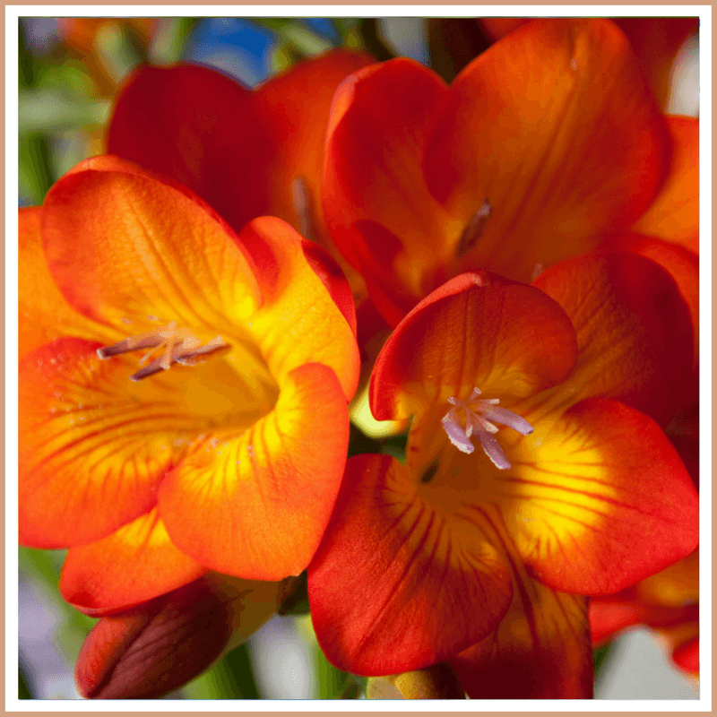 Freesia Fragrance Oil - Craftovator