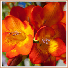 Freesia Fragrance Oil - Craftovator