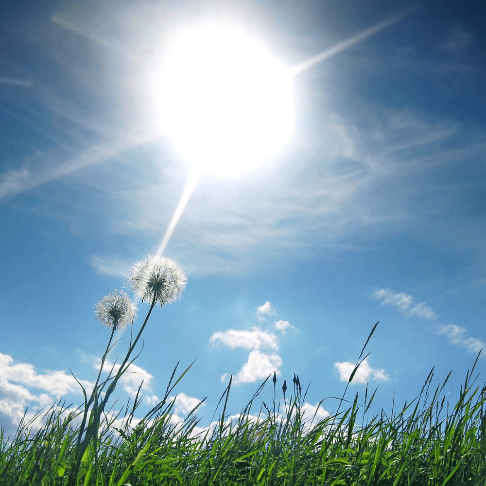 Fresh Meadow Fragrance Oil - Craftovator