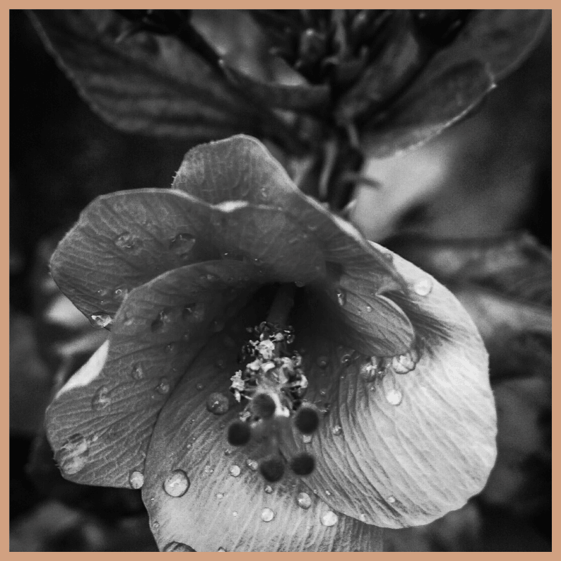 Hibiscus & Coconut Water Fragrance Oil - Craftovator