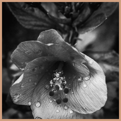 Hibiscus & Coconut Water Fragrance Oil - Craftovator