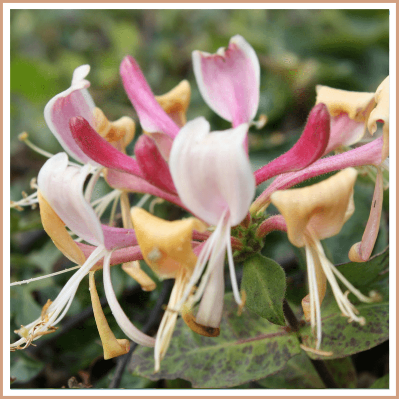 Honeysuckle Fragrance Oil - Craftovator