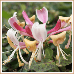 Honeysuckle Fragrance Oil - Craftovator