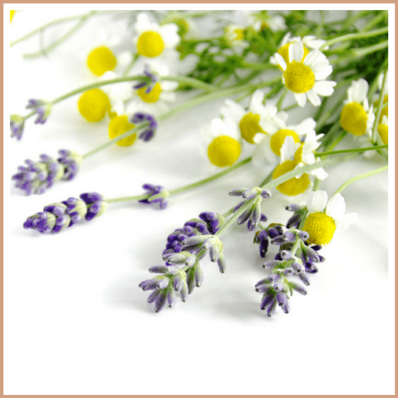 Lavender & Chamomile Fragrance Oil - Craftovator