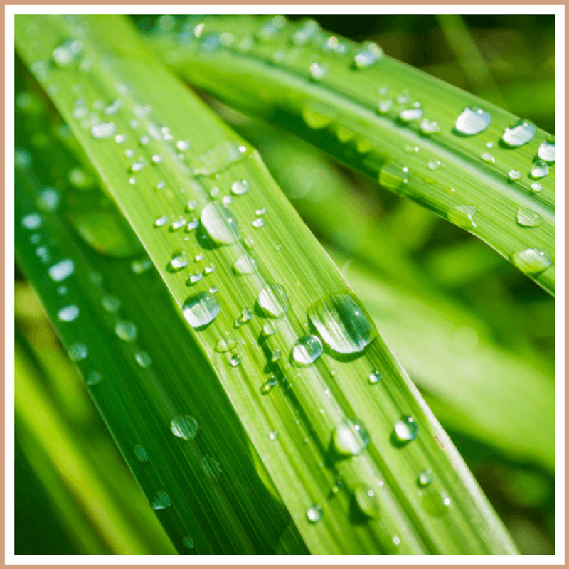 Lemongrass Fragrance Oil - Craftovator