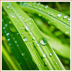 Lemongrass Fragrance Oil - Craftovator