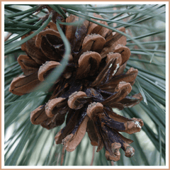 Pine Fragrance Oil - Craftovator