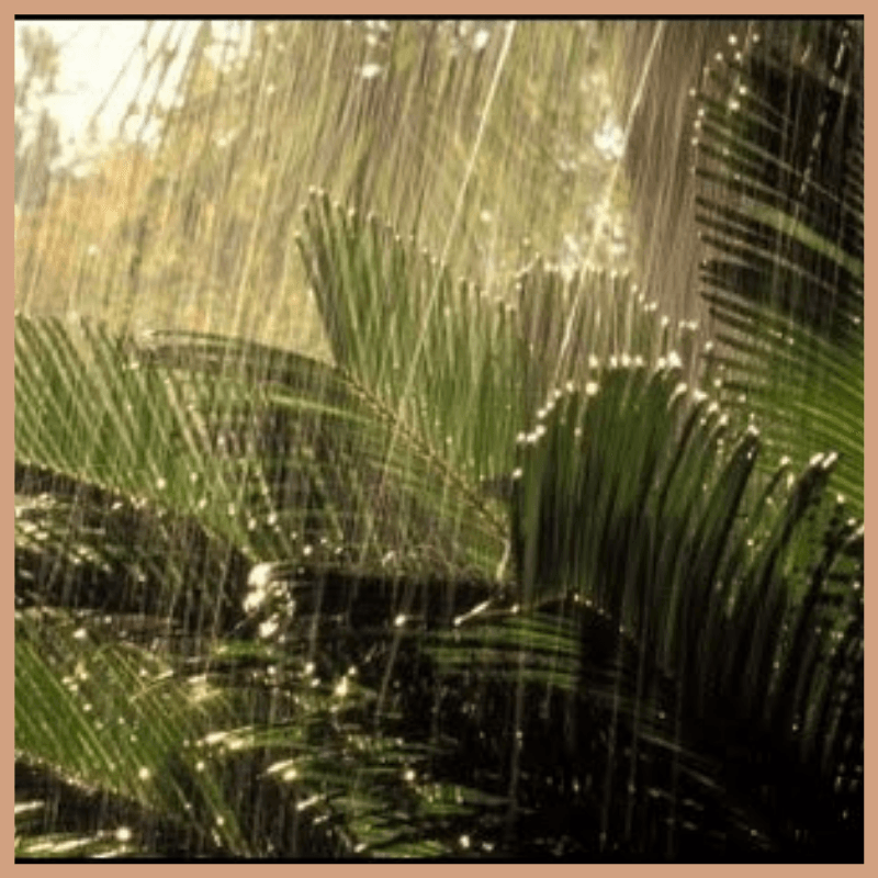 Amazon Rain Fragrance Oil - Craftovator