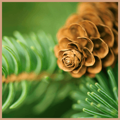 Balsam & Cedar Fragrance Oil - Craftovator