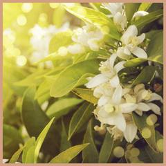 Basil & Neroli Blossom Fragrance Oil - Craftovator