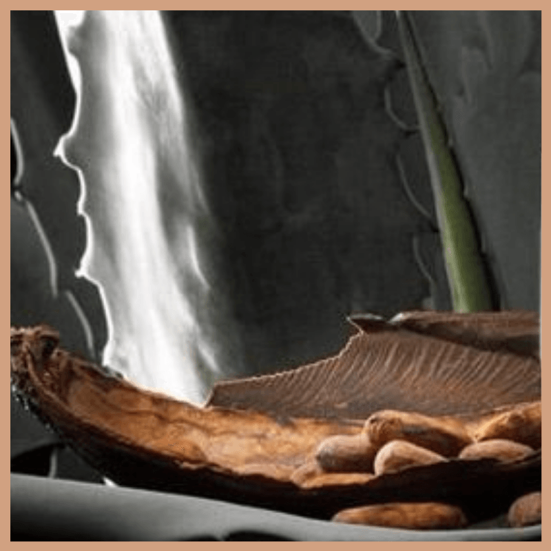 Blue Agave & Cacao Fragrance Oil - Craftovator