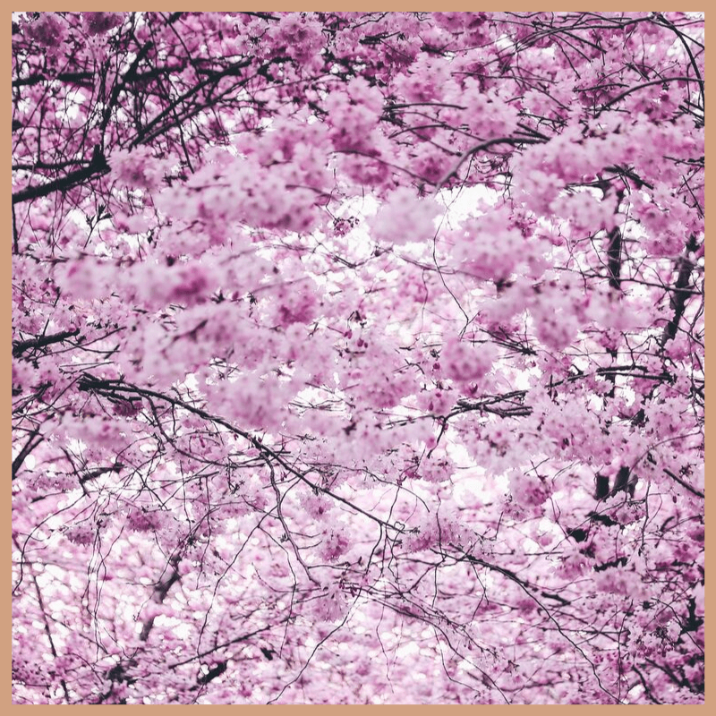 Cherry Blossom & Peony Fragrance Oil - Craftovator