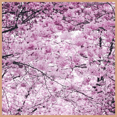 Cherry Blossom & Peony Fragrance Oil - Craftovator