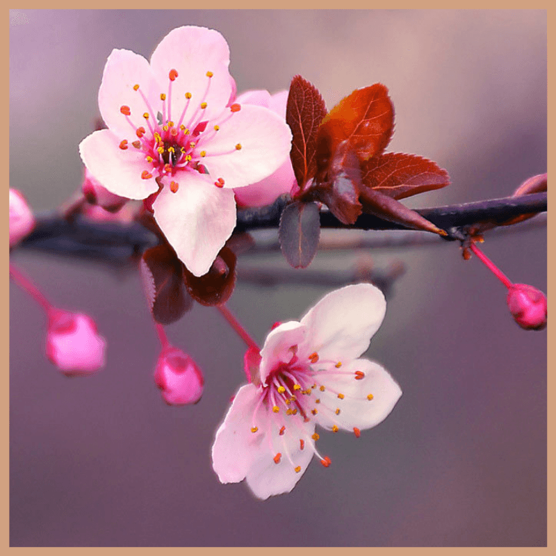 Cherry Blossom Fragrance Oil - Craftovator