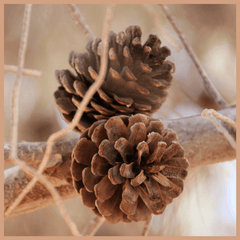 Cinnamon Pinecones Fragrance Oil - Craftovator