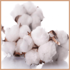 Clean Cotton Fragrance Oil - Craftovator