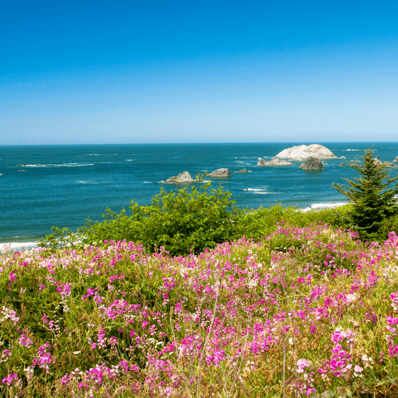 Coastal Blossoms Fragrance Oil - Craftovator