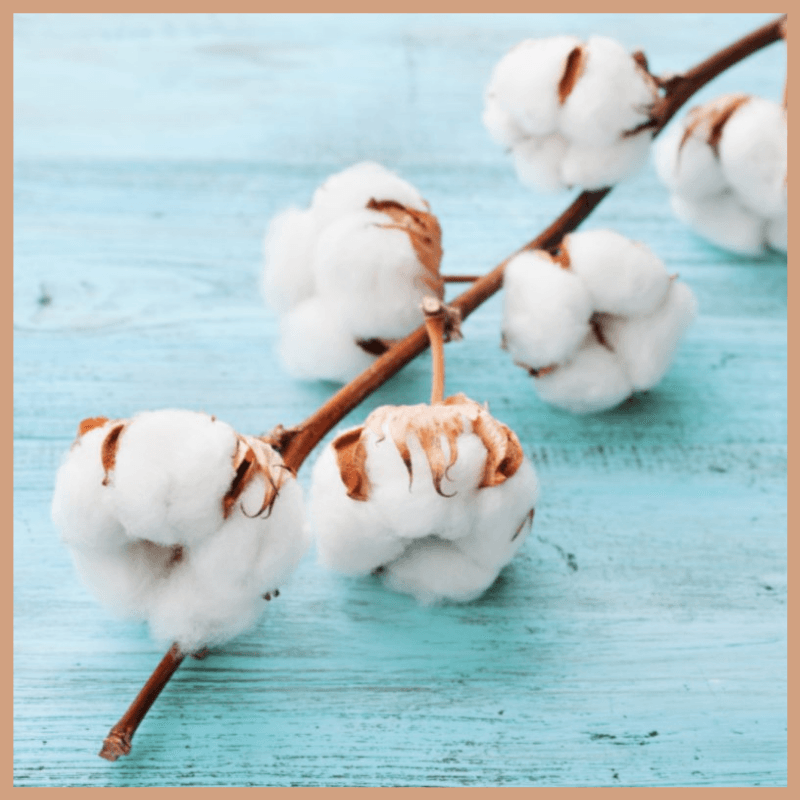 Cotton Fresh Fragrance Oil - Craftovator