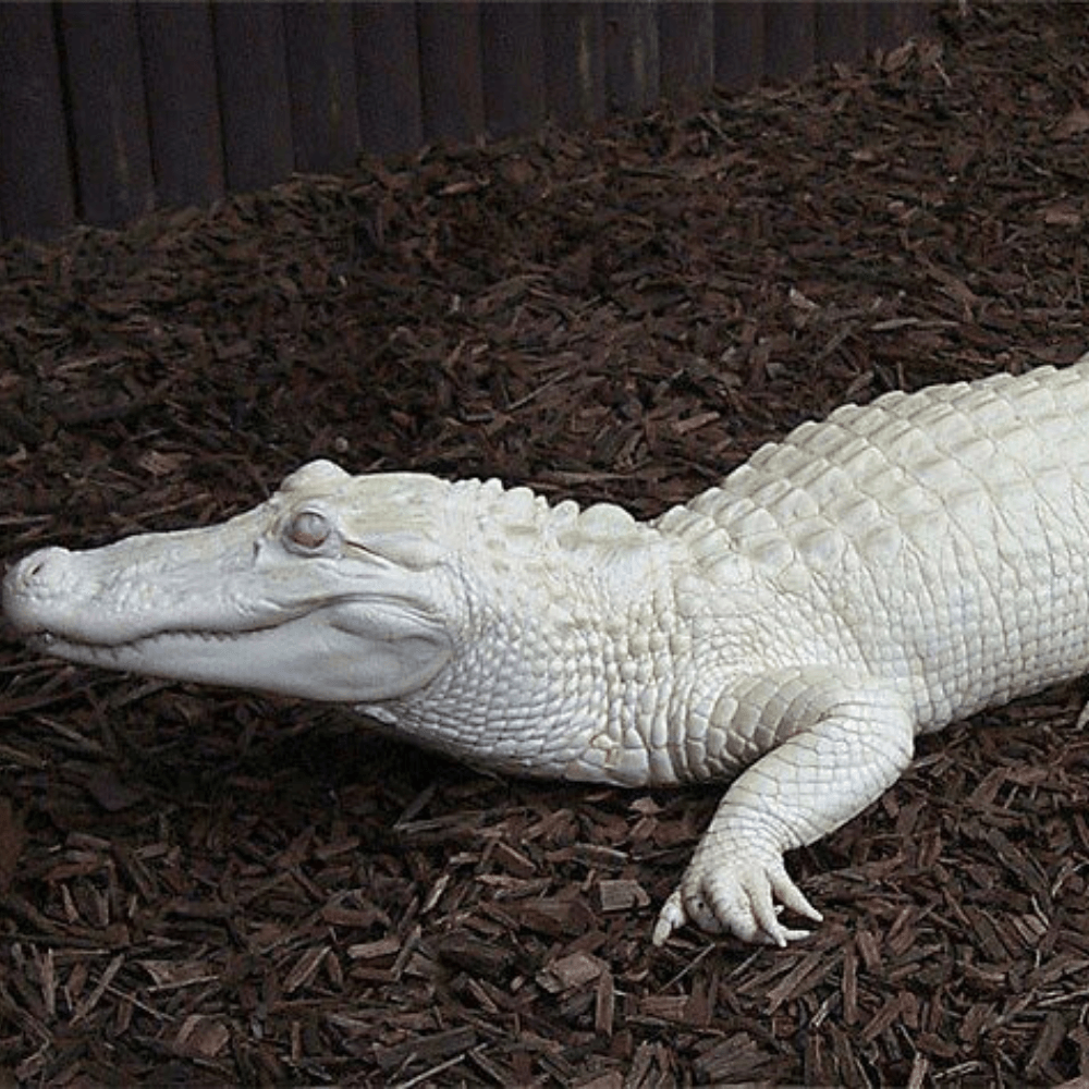 Crocodile Blanc Fragrance Oil - Craftovator