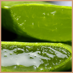 Cucumber & Aloe Vera Fragrance Oil - Craftovator