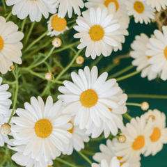 Daisy Chain Fragrance Oil (Diffuser-Friendly) - Craftovator