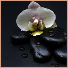 Dark Orchid Fragrance Oil - Craftovator