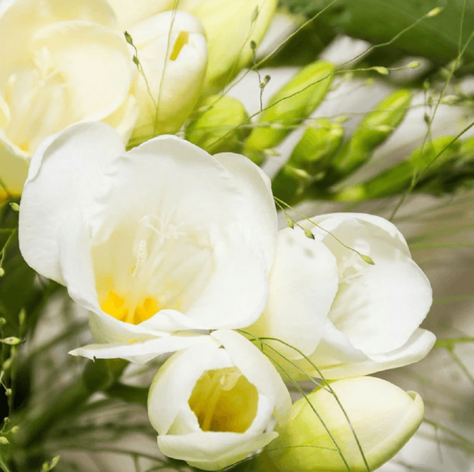 English Pear & Freesia Fragrance Oil (Diffuser-Friendly) - Craftovator
