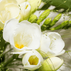 English Pear & Freesia Fragrance Oil (Diffuser-Friendly) - Craftovator