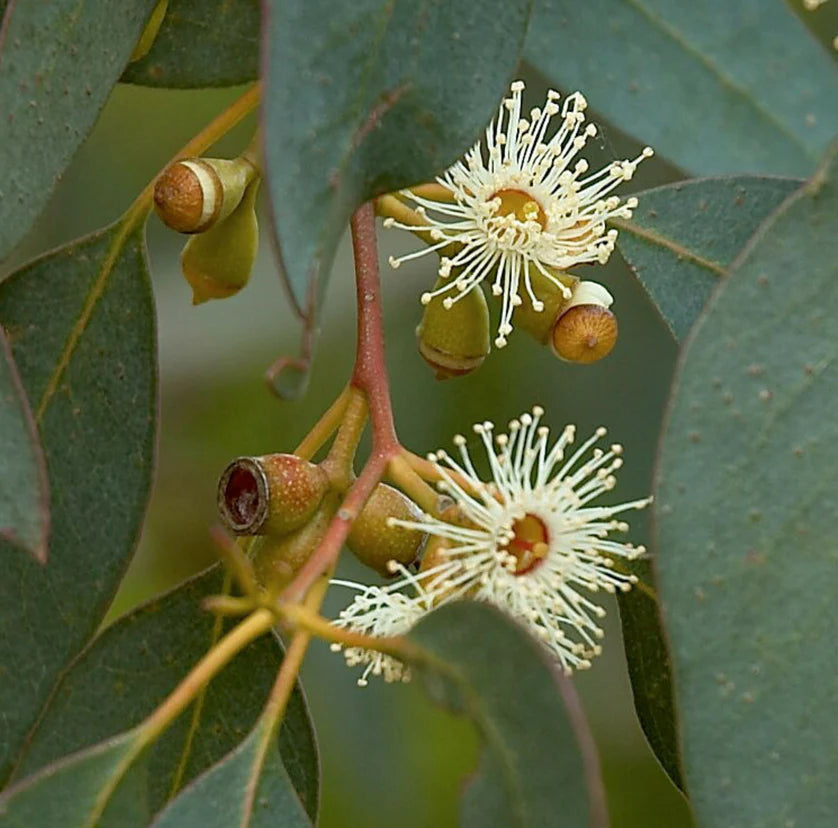 Eucalyptus Fragrance Oil - Craftovator
