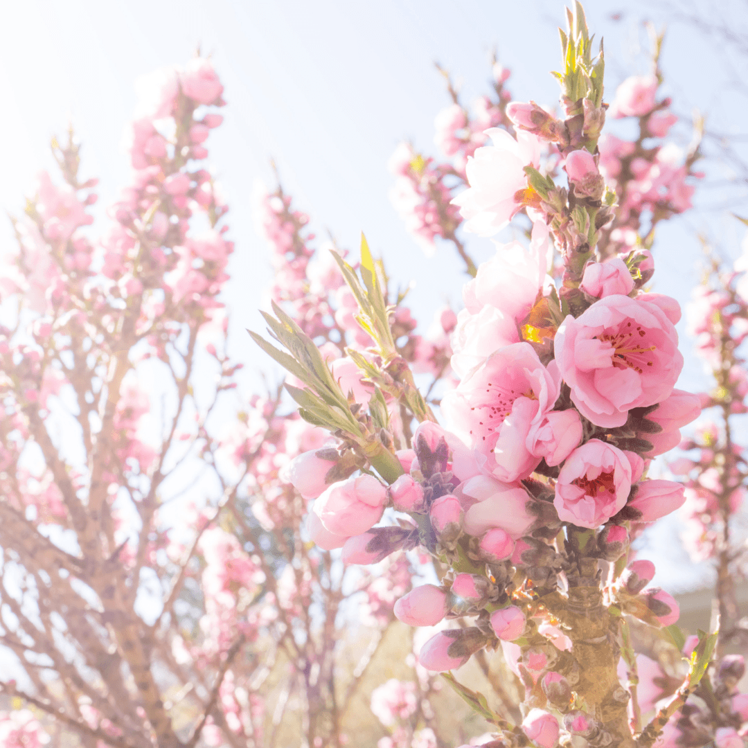 Fab Spring Blossom  Fragrance Oil - Craftovator