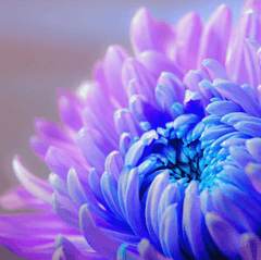 Flower Explosion Fragrance Oil (Diffuser-Friendly) - Craftovator