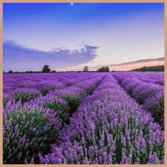 FloZora Lavender Escape Fragrance Oil - Craftovator